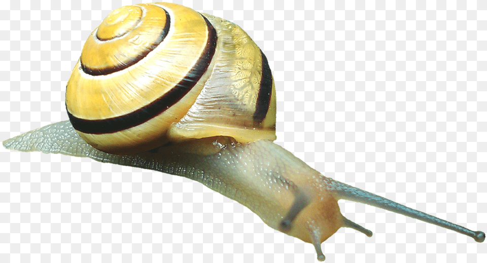 Snail Shell Snail Shell Picture Gastropods, Animal, Insect, Invertebrate Free Png