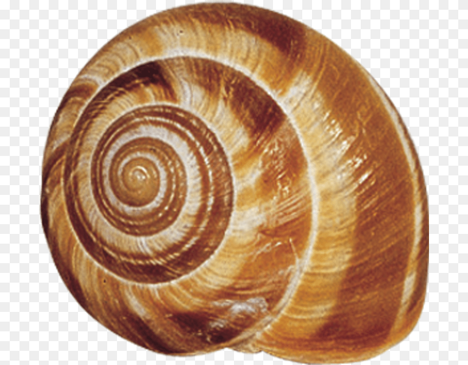 Snail Shell Transparent Background, Animal, Invertebrate, Sea Life, Seashell Png