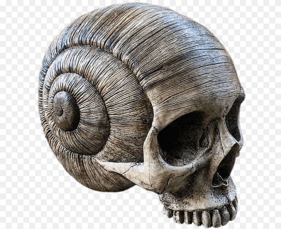 Snail Skull, Animal, Elephant, Mammal, Wildlife Free Transparent Png