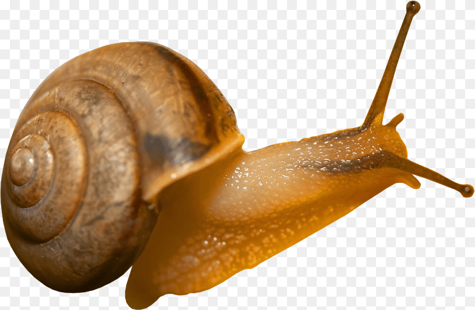 Snail Transparent Background Snail, Animal, Invertebrate, Insect Png Image