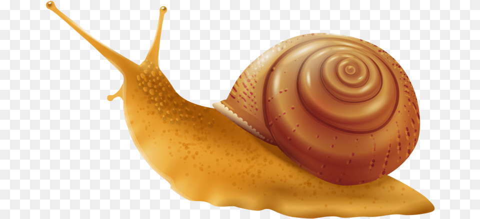 Snail Transparent Background Snail Clipart, Animal, Invertebrate Png