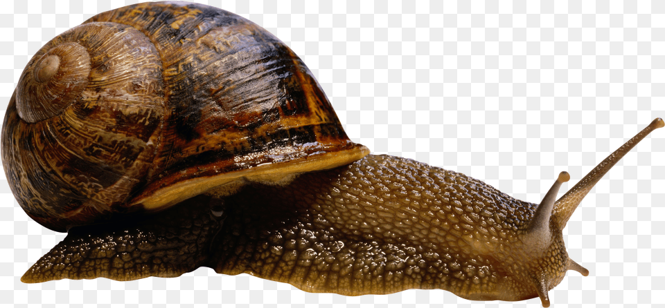 Snail Transparent Clipart Snail Animal Png