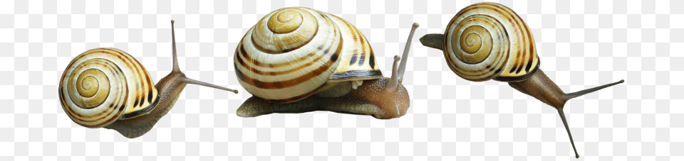 Snail Trio, Animal, Insect, Invertebrate Free Png