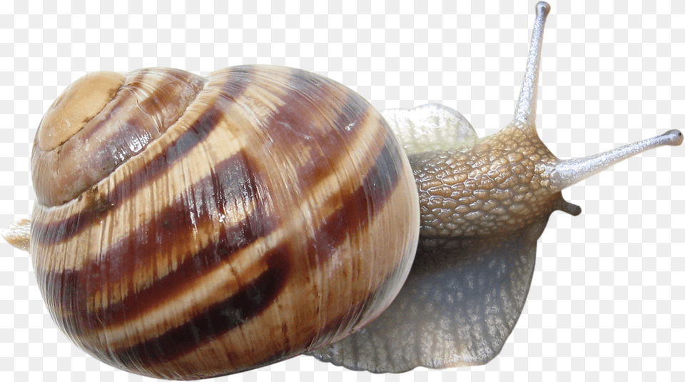 Snail Ulitka, Animal, Invertebrate, Insect Free Png Download