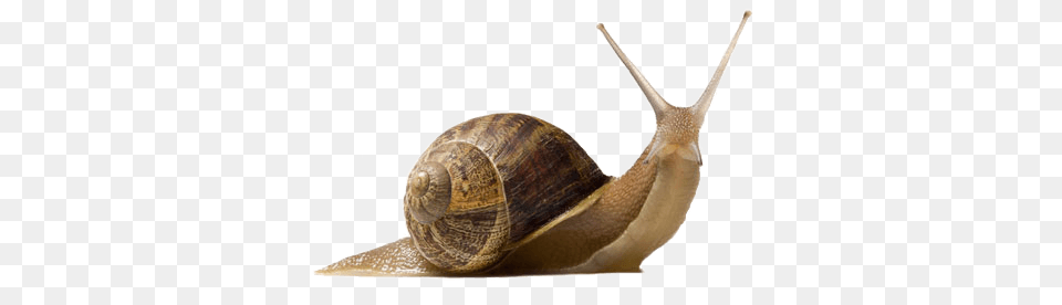 Snail Up, Animal, Invertebrate, Insect Png