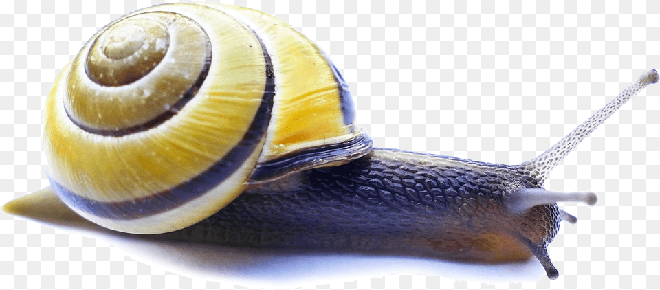 Snail Video Servers Carlo Tuzza Video Server, Animal, Insect, Invertebrate Png Image