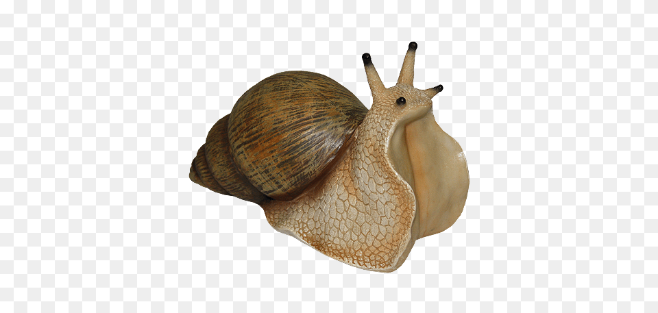 Snails, Animal, Invertebrate, Snail, Sea Life Png