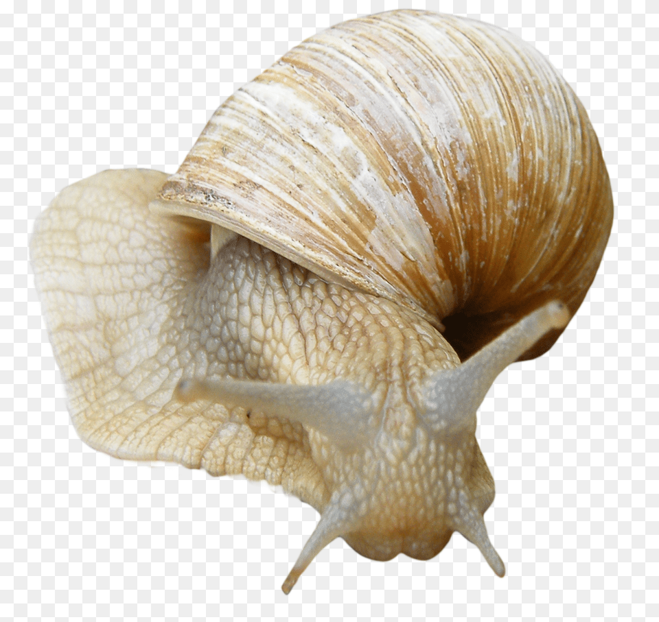 Snails, Animal, Insect, Invertebrate, Sea Life Free Transparent Png