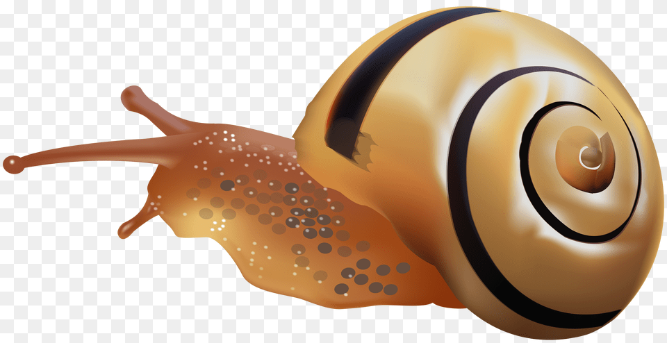 Snails Free Png