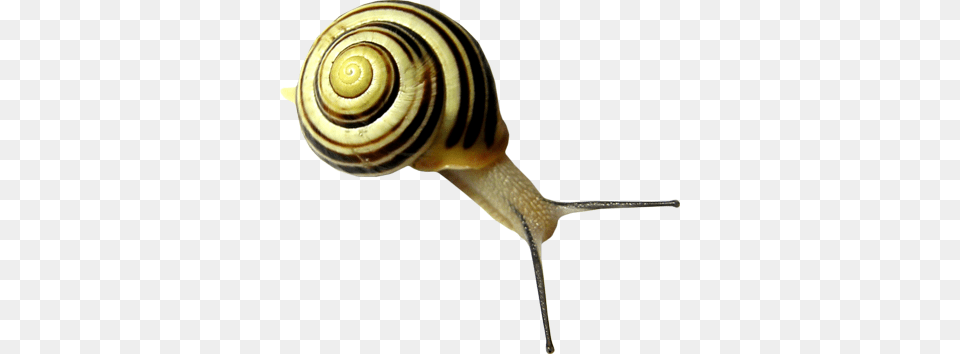 Snails, Animal, Insect, Invertebrate, Snail Free Transparent Png