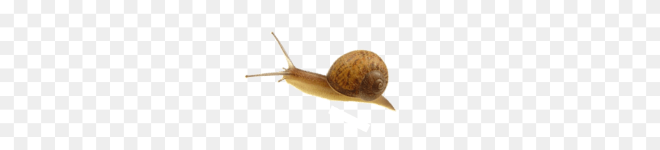 Snails, Animal, Invertebrate, Snail, Insect Png