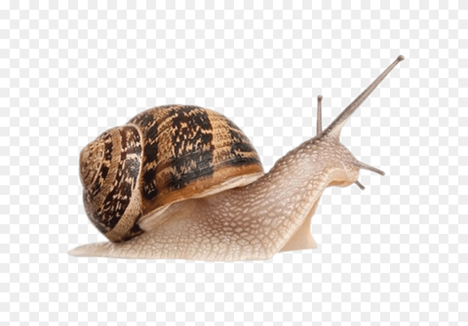 Snails, Animal, Insect, Invertebrate, Snail Png