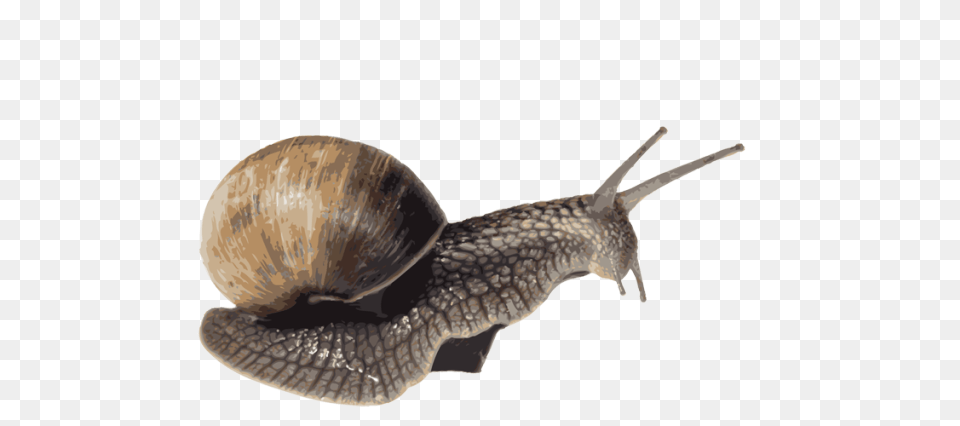 Snails, Animal, Invertebrate, Snail, Egg Png