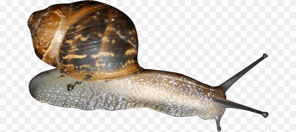 Snails, Animal, Invertebrate, Snail, Smoke Pipe Free Png