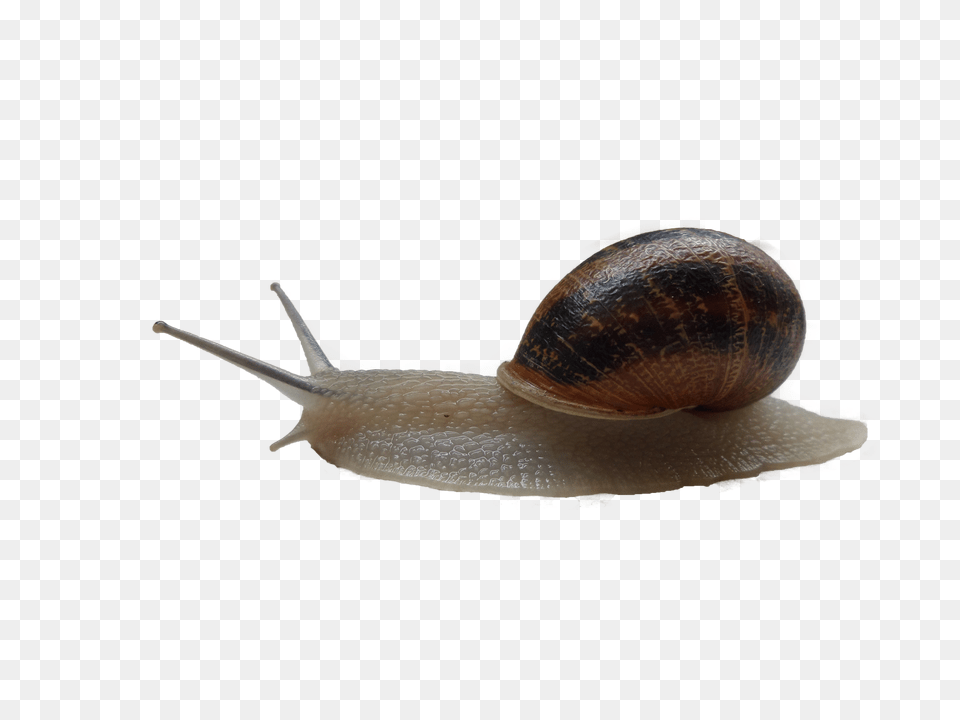 Snails, Animal, Insect, Invertebrate, Snail Free Png Download