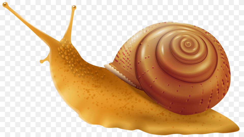 Snails, Animal, Invertebrate, Snail Png