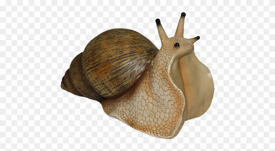 Snails, Animal, Insect, Invertebrate, Snail Free Png Download