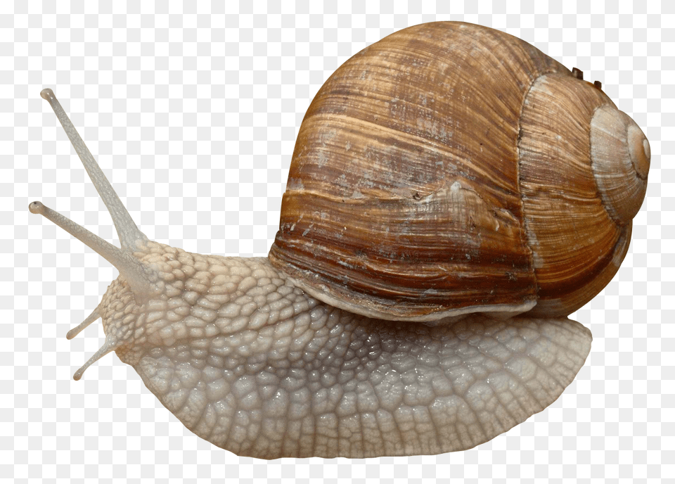 Snails, Animal, Insect, Invertebrate, Snail Free Png