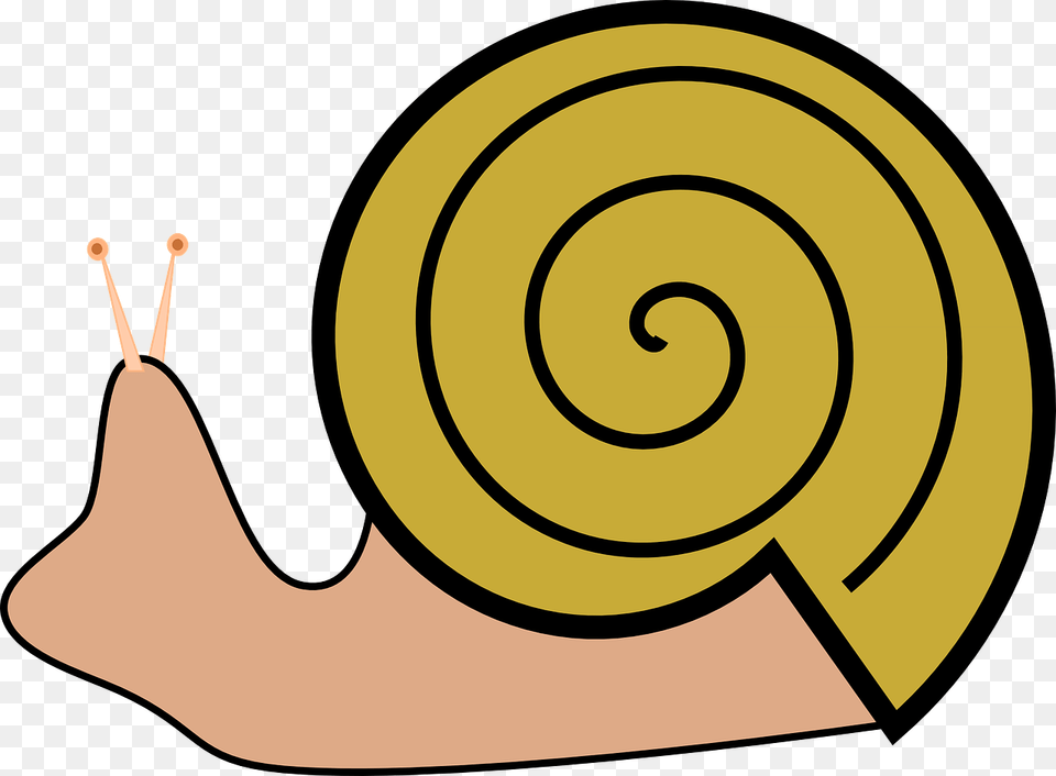 Snails, Animal, Invertebrate, Snail, Spiral Png Image