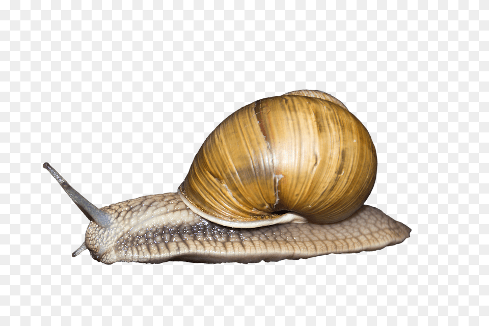 Snails, Animal, Insect, Invertebrate, Snail Png Image