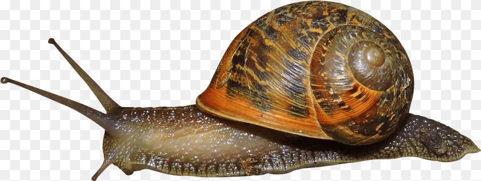Snails, Animal, Invertebrate, Snail, Insect Free Png