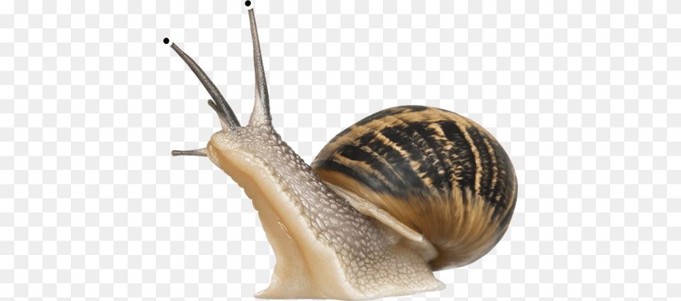 Snails, Animal, Insect, Invertebrate, Snail Free Png