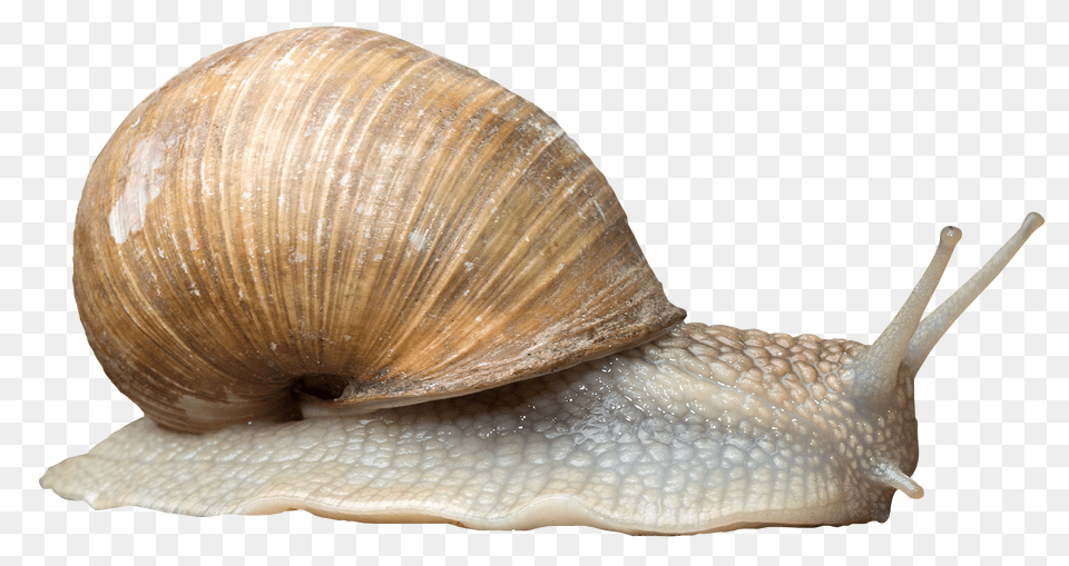 Snails, Animal, Insect, Invertebrate, Snail Free Transparent Png