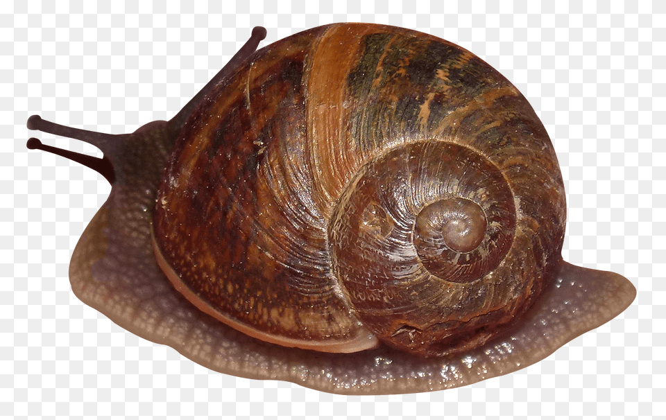 Snails, Animal, Insect, Invertebrate, Snail Free Png