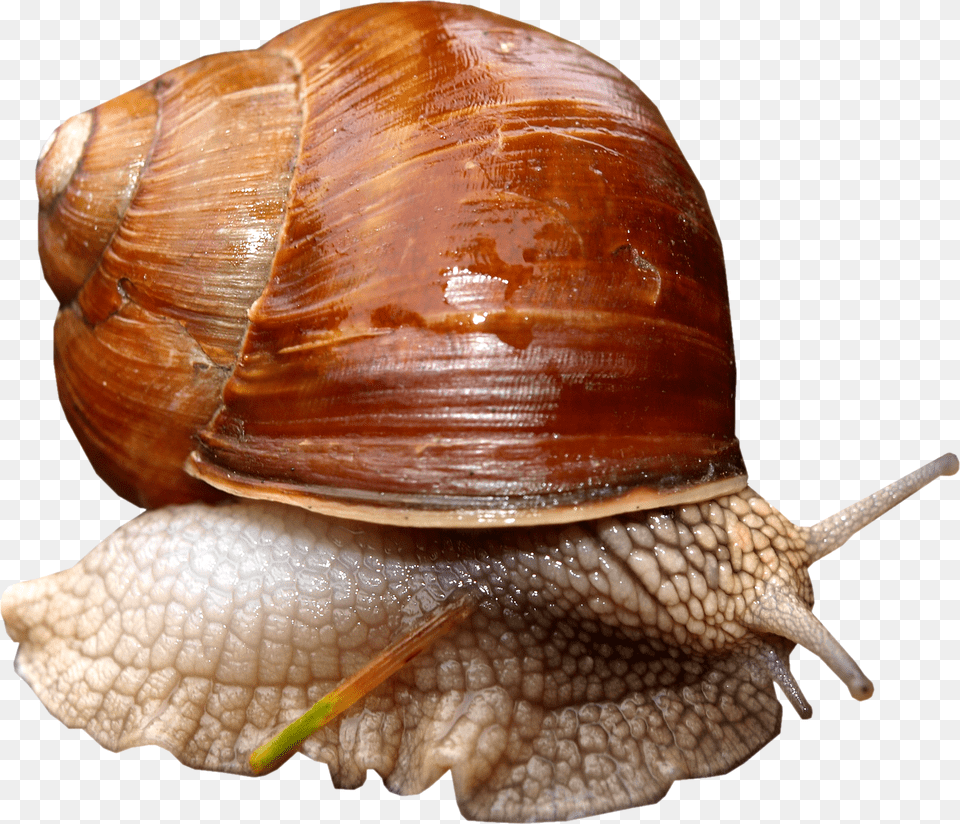 Snails, Animal, Insect, Invertebrate, Snail Free Png Download