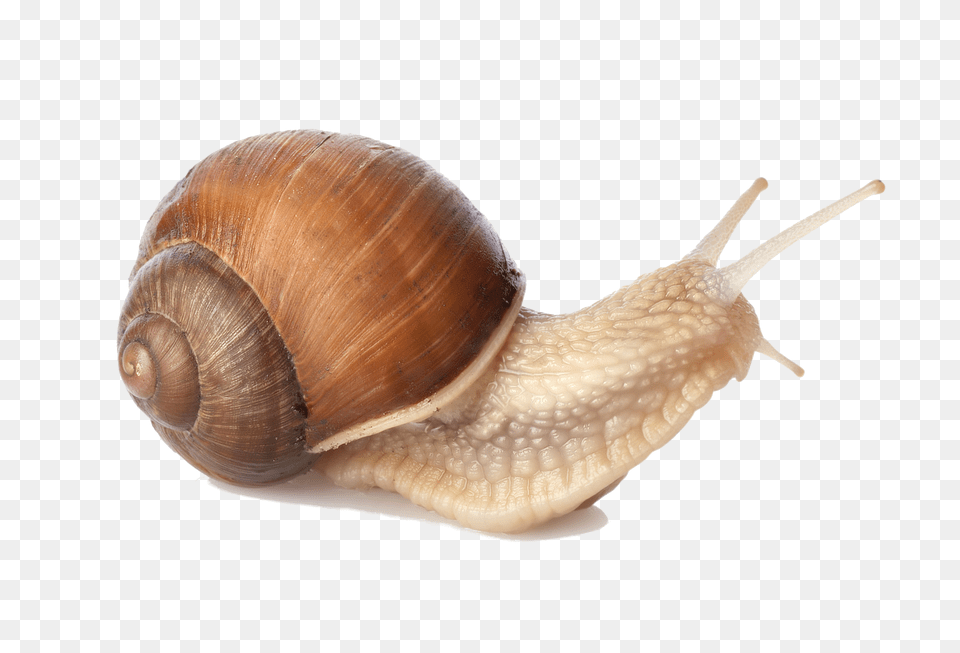 Snails, Animal, Insect, Invertebrate, Snail Free Png Download