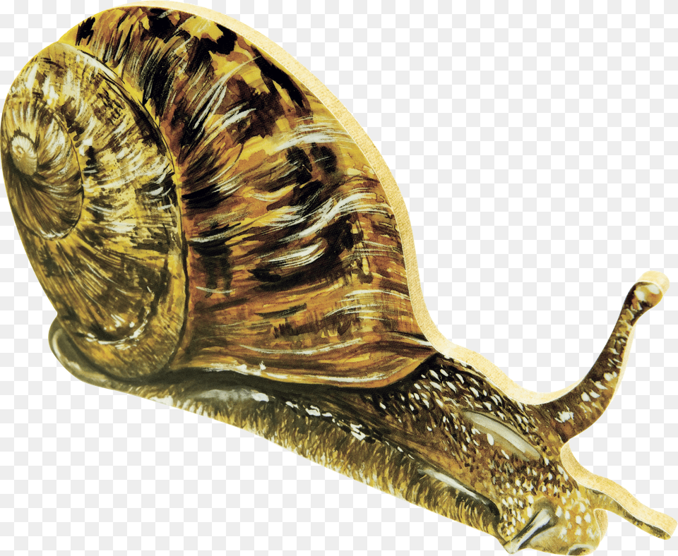 Snails, Baby, Person, Face, Head Png Image