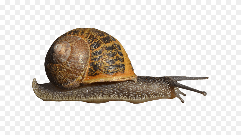 Snails, Animal, Insect, Invertebrate, Snail Free Png