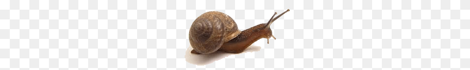 Snails, Animal, Invertebrate, Snail, Mammal Free Png Download