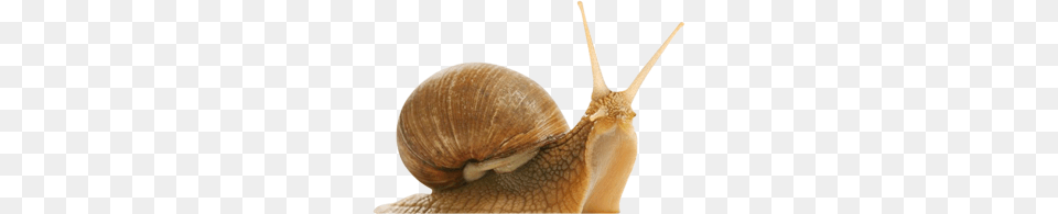 Snails, Animal, Invertebrate, Snail, Smoke Pipe Png