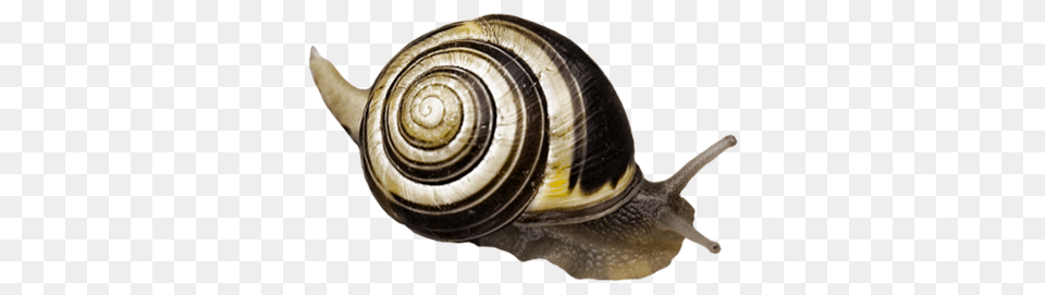 Snails, Animal, Insect, Invertebrate, Snail Free Png Download