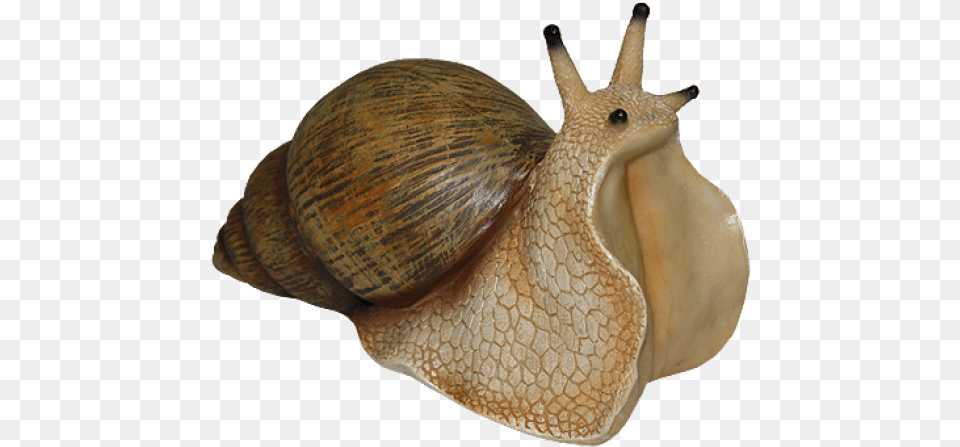 Snails Download Transparent Background Snail, Animal, Insect, Invertebrate, Sea Life Png Image