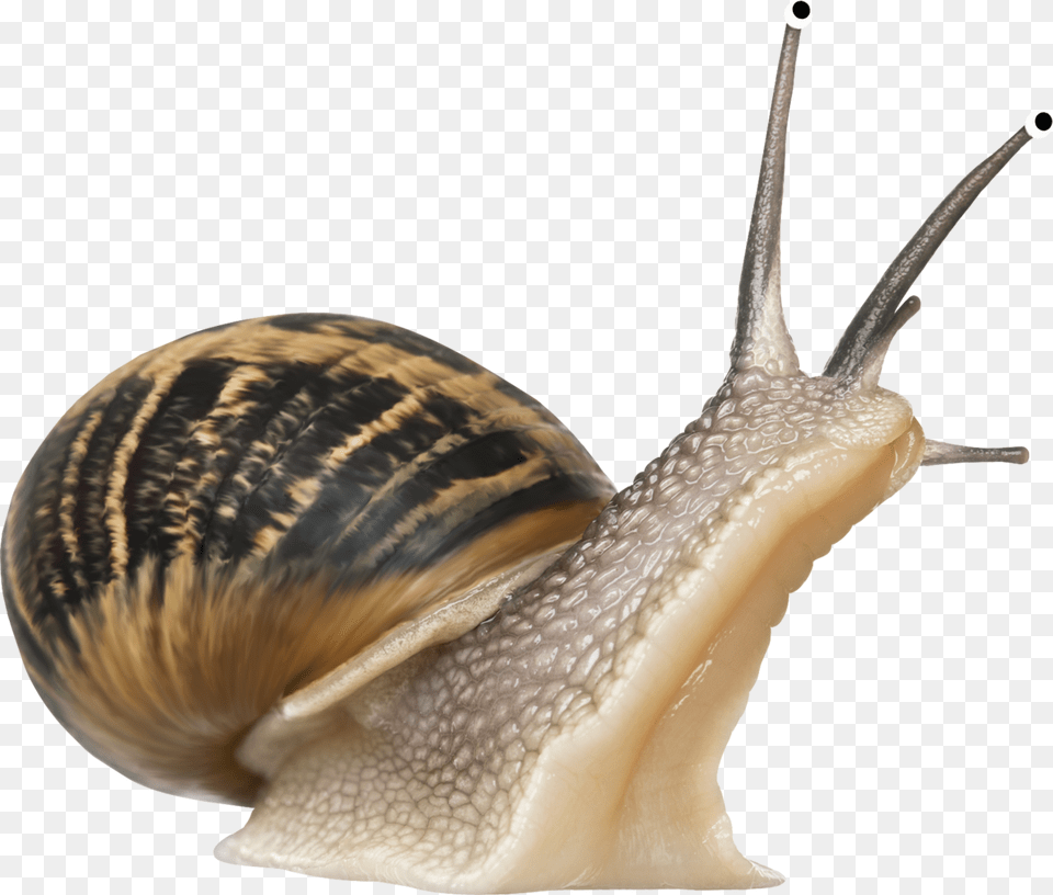 Snails Icon Web Icons Snail, Animal, Insect, Invertebrate Png Image