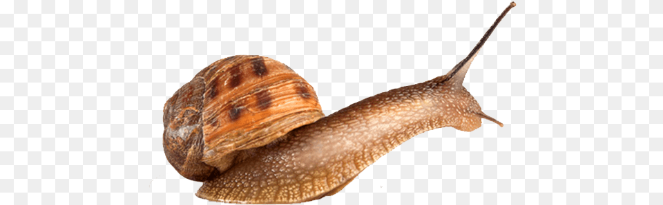 Snails Photo Background Lymnaeidae, Animal, Insect, Invertebrate, Snail Png Image