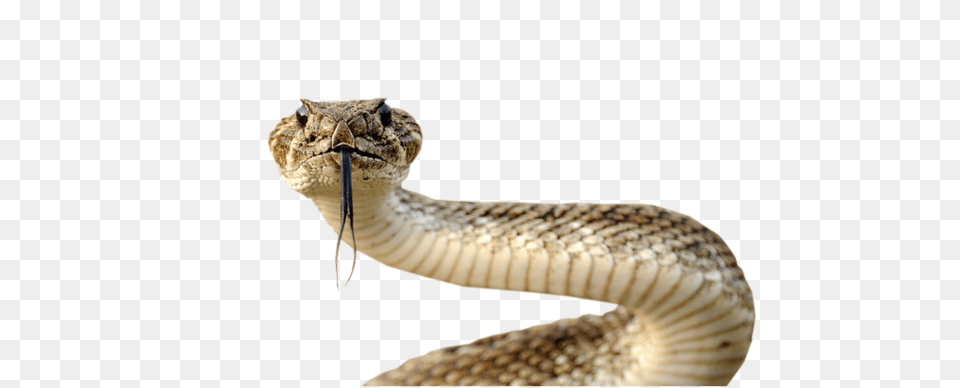 Snake, Animal, Reptile, Rattlesnake Free Png