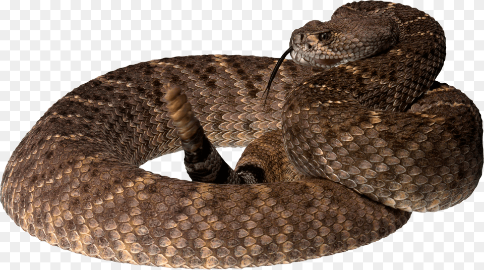 Snake, Animal, Reptile, Rattlesnake Free Png