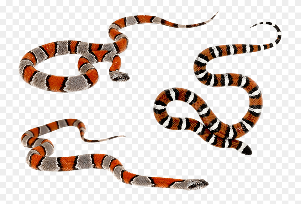 Snake Animal, King Snake, Reptile Free Png Download