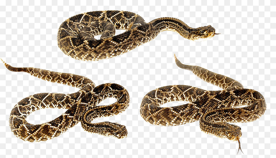Snake Animal, Reptile, Rattlesnake Free Png Download