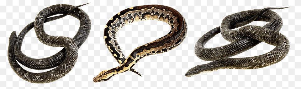 Snake Animal, Reptile, Rock Python Free Png Download