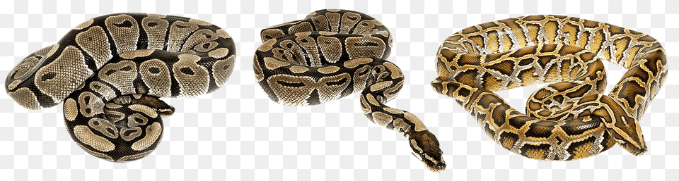 Snake Animal, Reptile, Rock Python Free Png