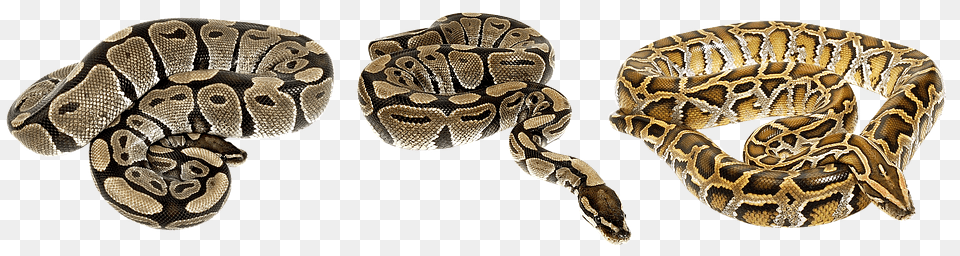 Snake Animal, Reptile, Rock Python Png