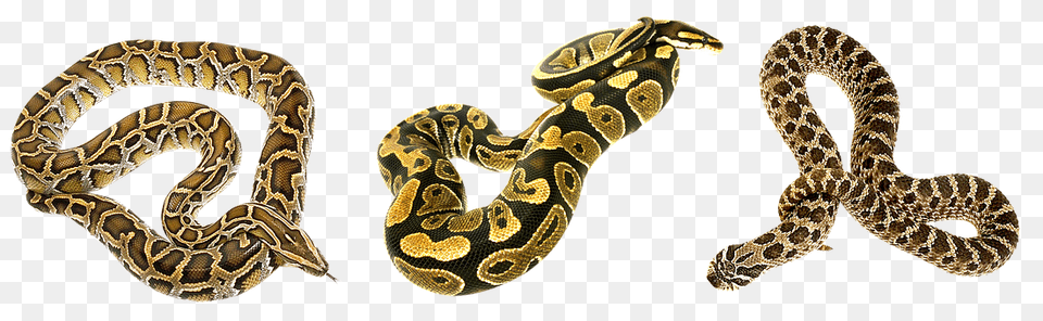 Snake Animal, Reptile Png