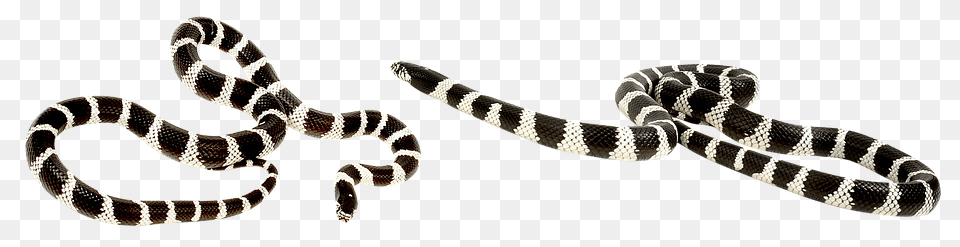 Snake Animal, Reptile, King Snake Free Transparent Png
