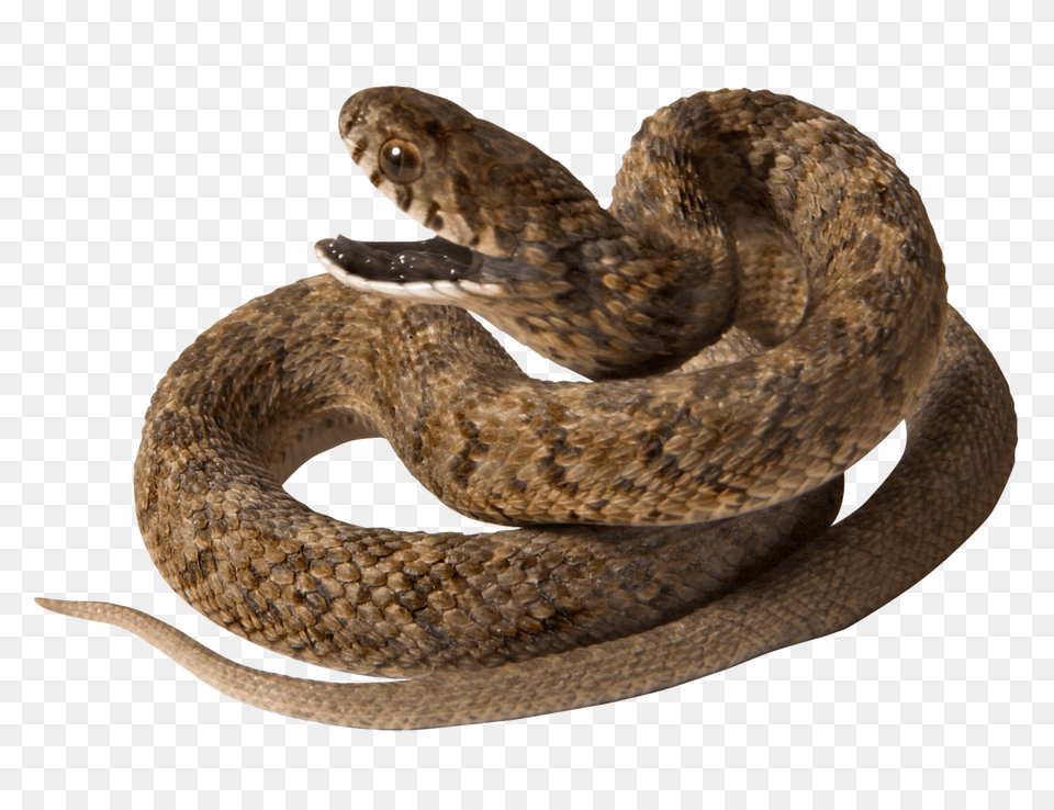 Snake, Animal, Reptile, Rattlesnake Png