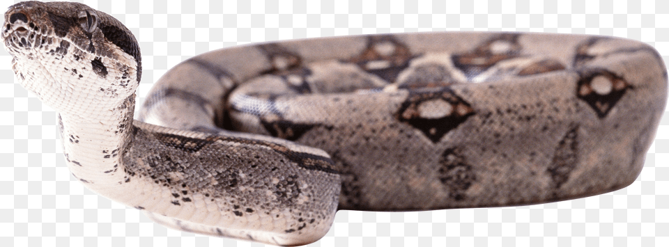 Snake, Animal, Reptile Png