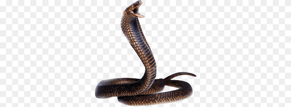 Snake, Animal, Reptile, Cobra Png